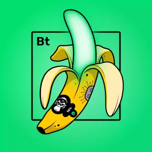 Experimental Banana 09036