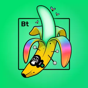 Experimental Banana 08671