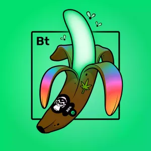 Experimental Banana 02063