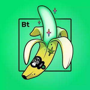 Experimental Banana 02370