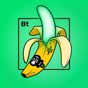 Experimental Banana 01259