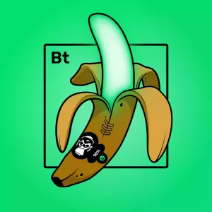 Experimental Banana 00196