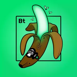 Experimental Banana 00579