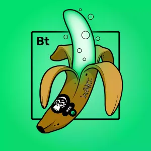 Experimental Banana 01207