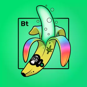 Experimental Banana 00338